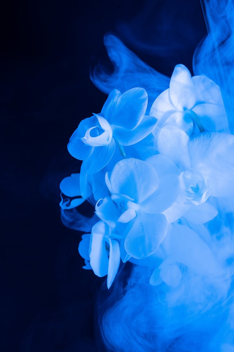 Ethereal Orchids