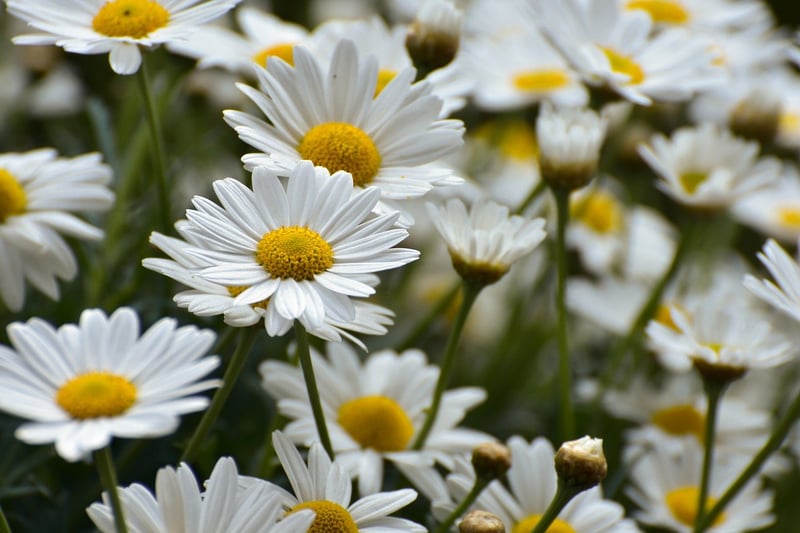 Flower arrangement